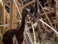 Ibis : Europa, Nat. park Donana, Reisen, Spanje, europa